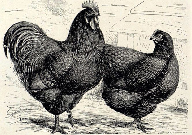 Ilustración de aves